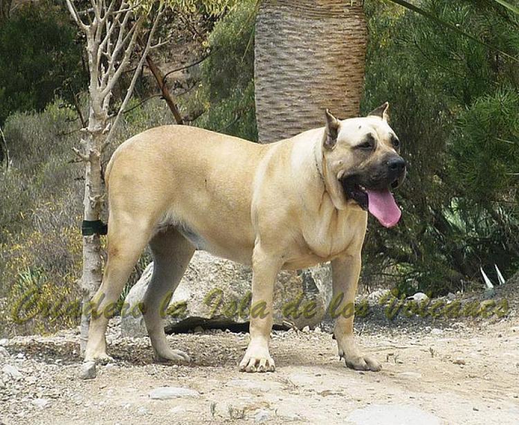 Dogo Canario. Khiara De La Isla De Los Volcanes.