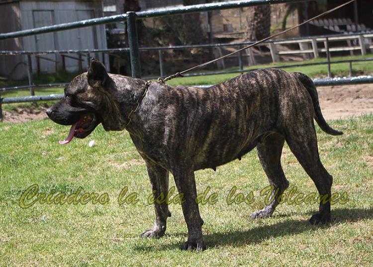 Dogo Canario. Haria De La Isla De Los Volcanes.