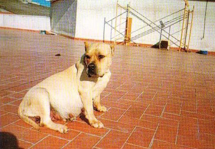 Dogo Canario. Timba.
