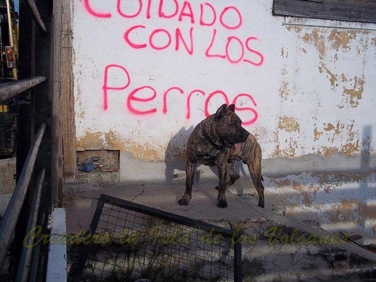 Dogo Canario. Narco De La Isla De Los Volcanes.