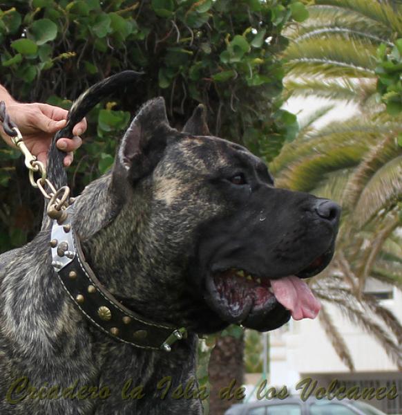 Dogo Canario. Volcan De La Isla De Los Volcanes.