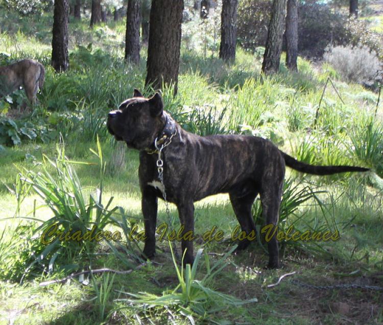 Dogo Canario. FRANCO DE LA ISLA DE LOS VOLCANES con 10 meses.