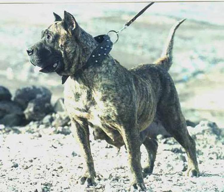 Dogo Canario. Taisa.