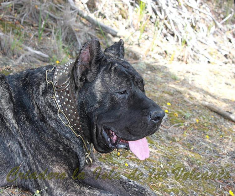 Dogo Canario. Yuma De La Isla De Los Volcanes en 2014.