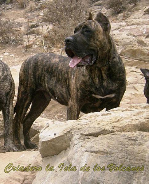 Dogo Canario. Gaucho De La Isla De Los Volcanes.