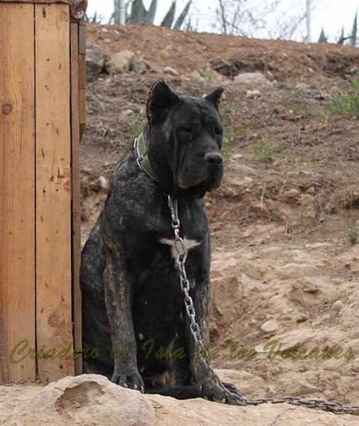 Dogo Canario. Yuma De La Isla De Los Volcanes en 2013.