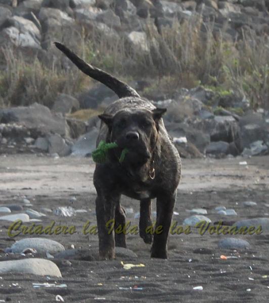 Dogo Canario. FANNY DE LA ISLA DE LOS VOLCANES con 8 meses.