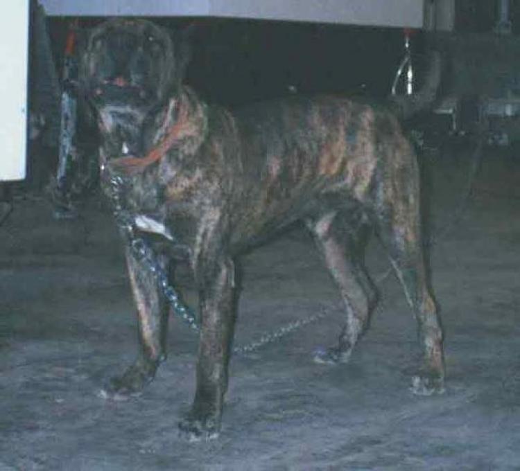 Dogo Canario. Bethoven.