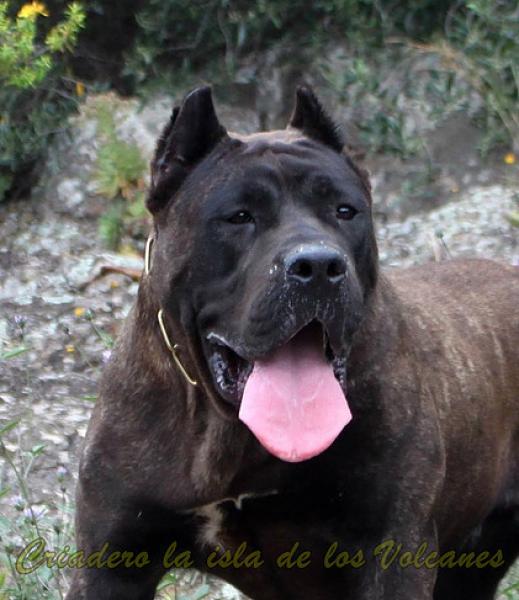 Dogo Canario. Pantera De La Isla De Los Volcanes.