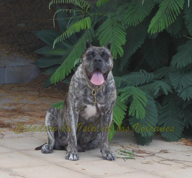 Dogo Canario. Faina De La Isla De Los Volcanes.
