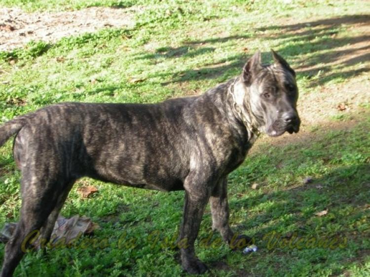Dogo Canario. Guaira De La Isla De Los Volcanes.