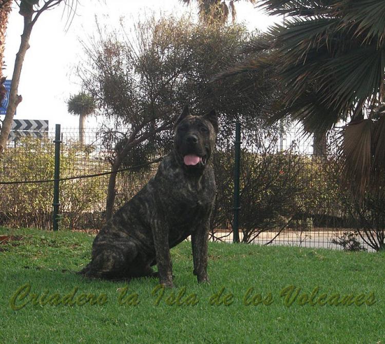 Dogo Canario. Volcan De La Isla De Los Volcanes.
