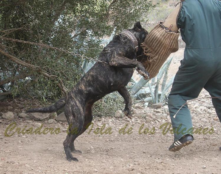Dogo Canario. Yuma De La Isla De Los Volcanes.