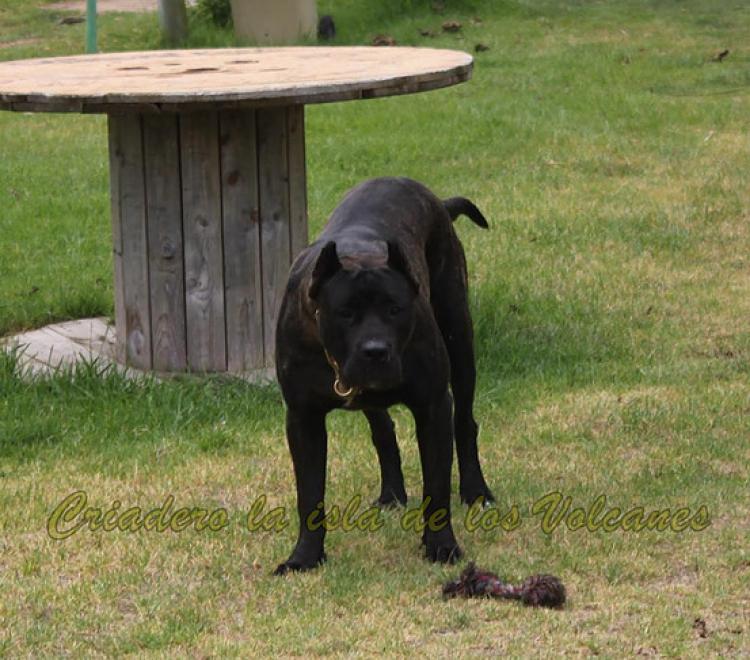 Dogo Canario. Pantera De La Isla De Los Volcanes.