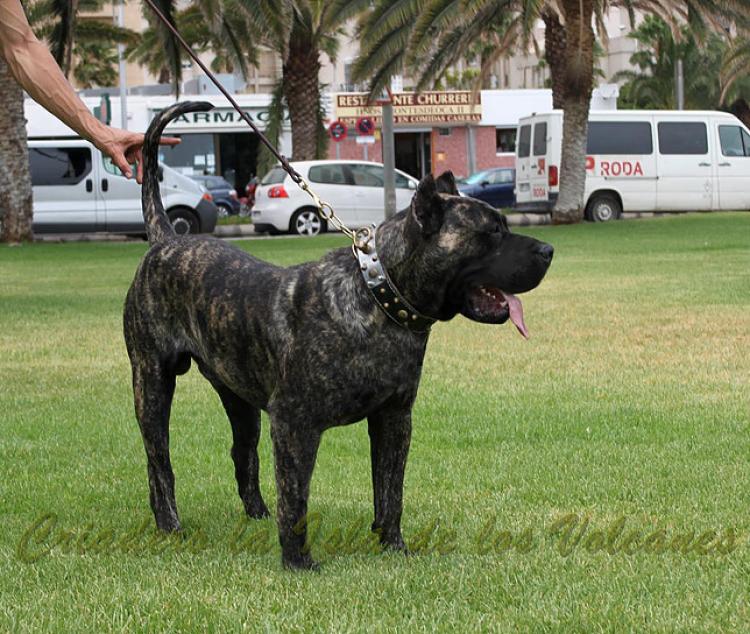 Dogo Canario. Volcan De La Isla De Los Volcanes. Dogo Canario. Volcan De La Isla De Los Volcanes.