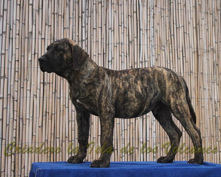Dogo Canario. Faraon De La Isla De Los Volcanes con 4 meses.