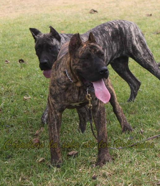 Dogo Canario. Roque De La Isla De Los Volcanes.