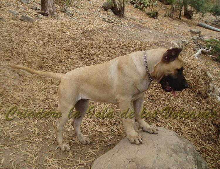 Dogo Canario. Reina De La Isla De Los Volcanes.