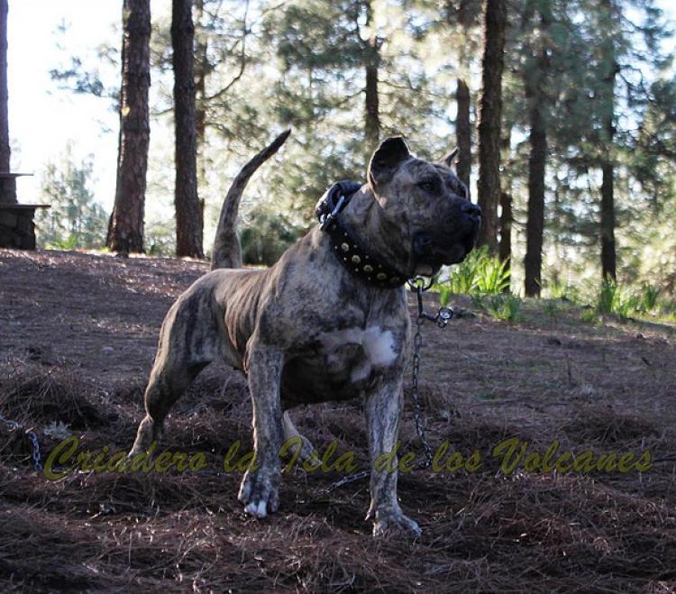 Dogo Canario. Estela De La Isla De Los Volcanes con 20 meses.