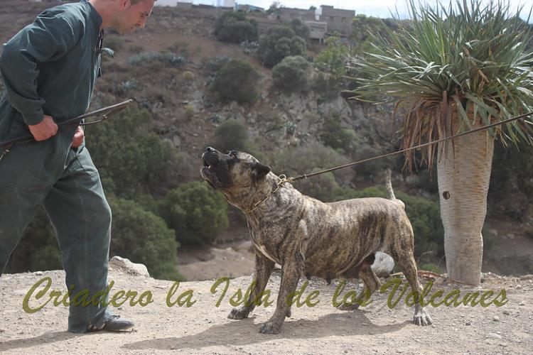 Dogo Canario. Faina De La Isla De Los Volcanes. Prueba de Caracter.
