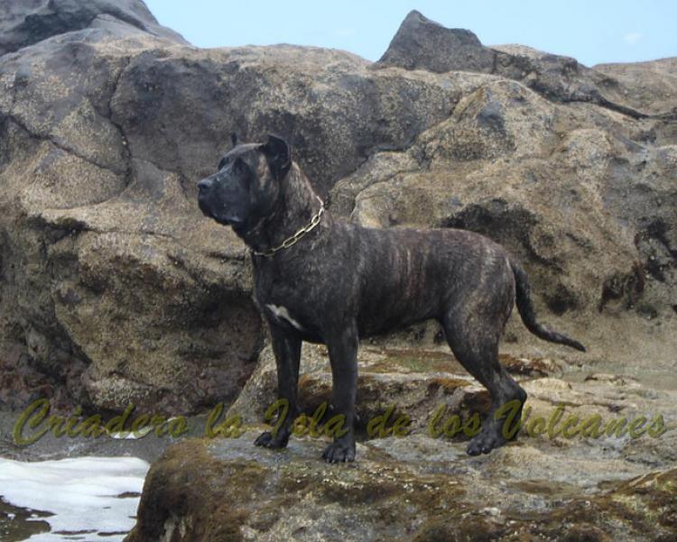 Dogo Canario. FANNY DE LA ISLA DE LOS VOLCANES de joven.