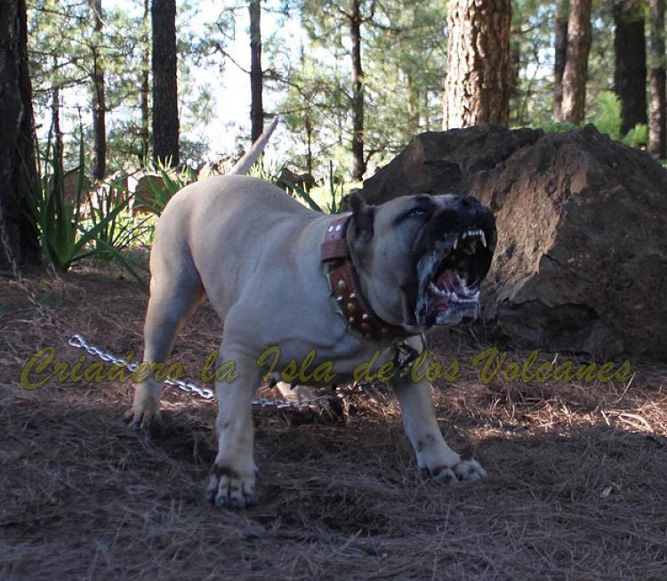 Dogo Canario. Vicky De La Isla De Los Volcanes.