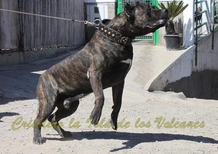 Dogo Canario. FRANCO DE LA ISLA DE LOS VOLCANES.