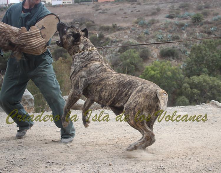 Dogo Canario. Faina De La Isla De Los Volcanes. Prueba de Caracter.