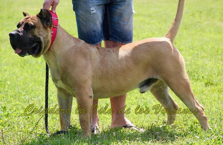 Dogo Canario. Hitler De La Isla De Los Volcanes.