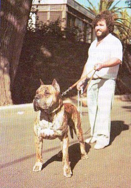 Dogo Canario. Traque.