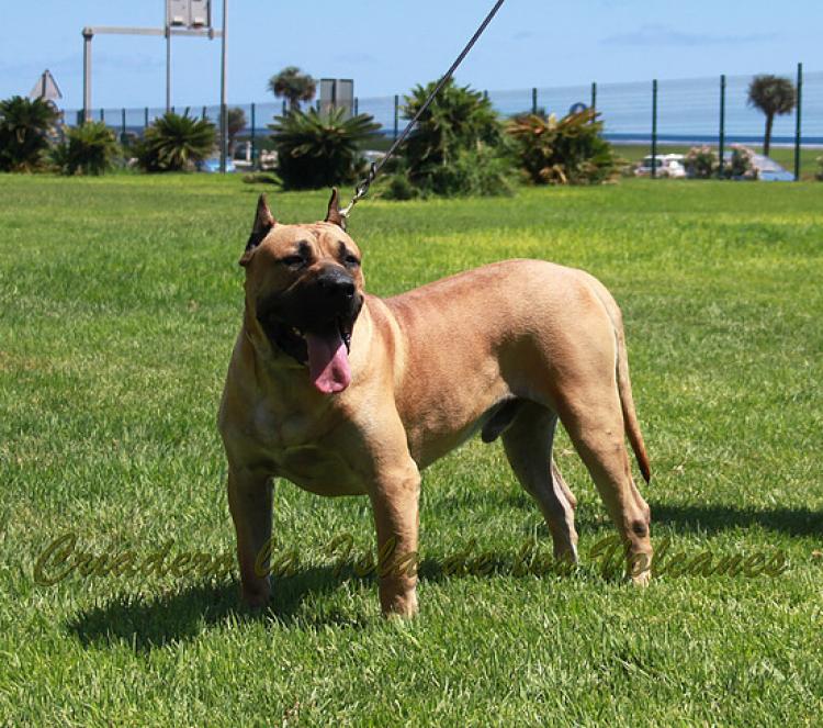 Dogo Canario. Turco De La Isla De Los Volcanes.