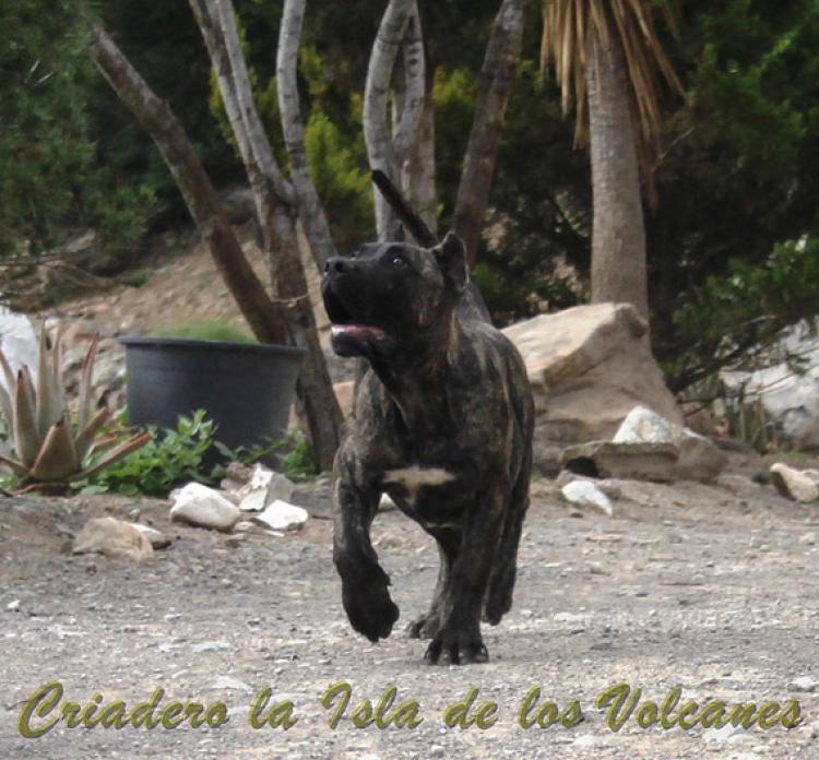 Dogo Canario. Cora De La Isla De Los Volcanes.
