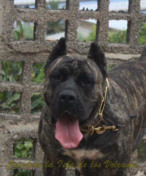 Dogo Canario. Cora De La Isla De Los Volcanes con 3 años.