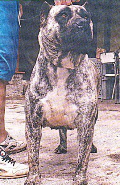 Dogo Canario. Julisa.