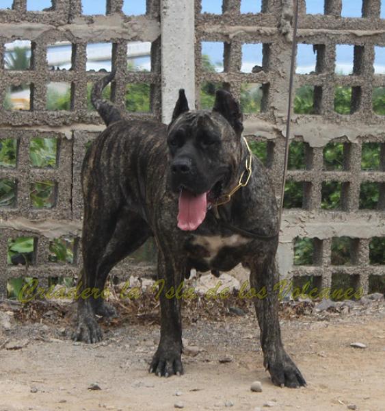 Dogo Canario. Cora De La Isla De Los Volcanes.