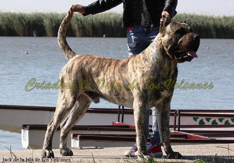 Dogo Canario. Jack De La Isla De Los Volcanes.