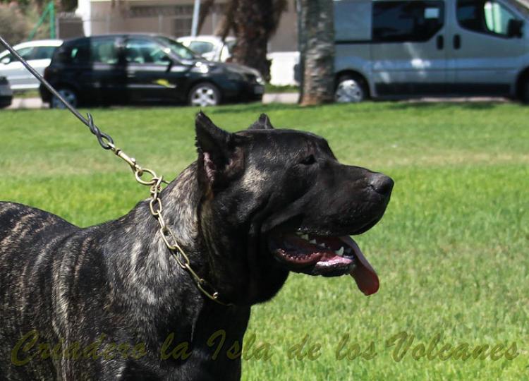Dogo Canario. Yuma De La Isla De Los Volcanes con 12 meses.