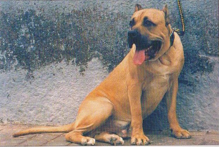 Dogo Canario.