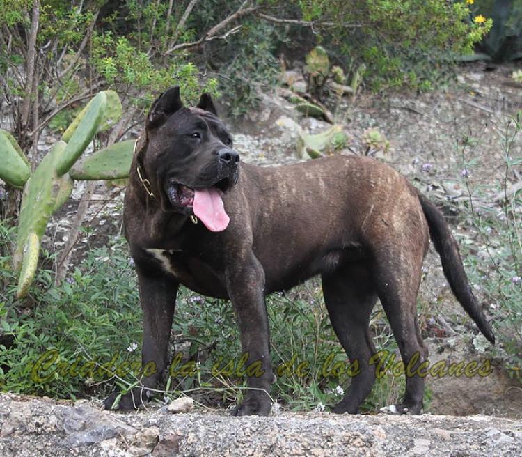Dogo Canario. Pantera De La Isla De Los Volcanes.