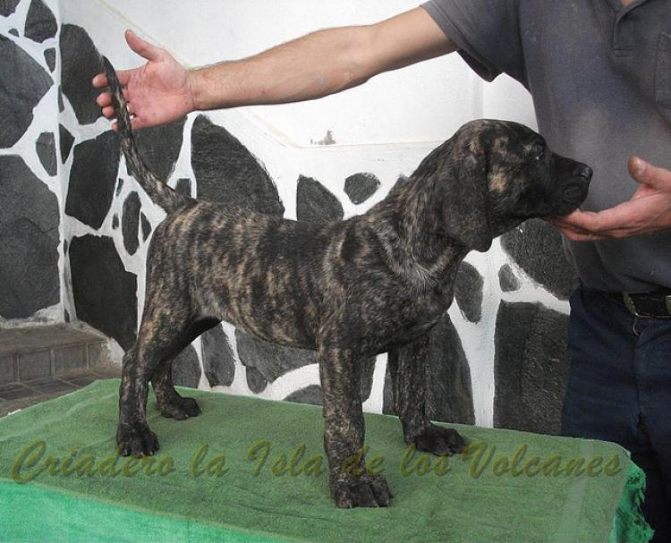 Dogo Canario. Volcan De La Isla De Los Volcanes de cachorro.