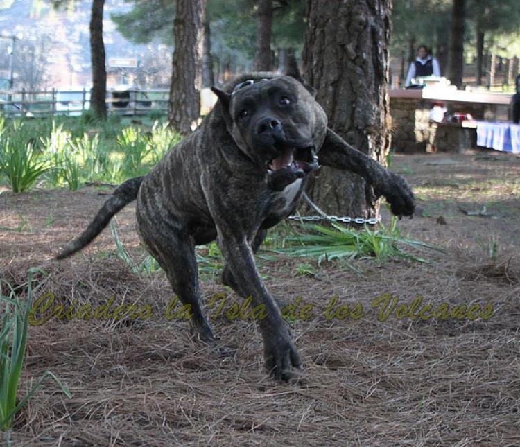 Dogo Canario. Cora De La Isla De Los Volcanes. Prueba de Trabajo.