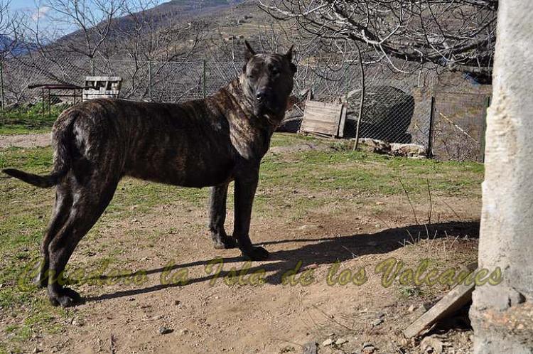 Dogo Canario. Guaira De La Isla De Los Volcanes.