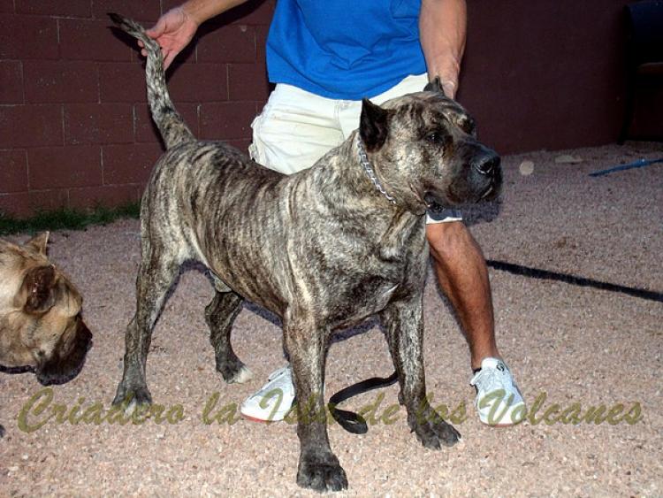 Dogo Canario. Taison De La Isla De Los Volcanes.