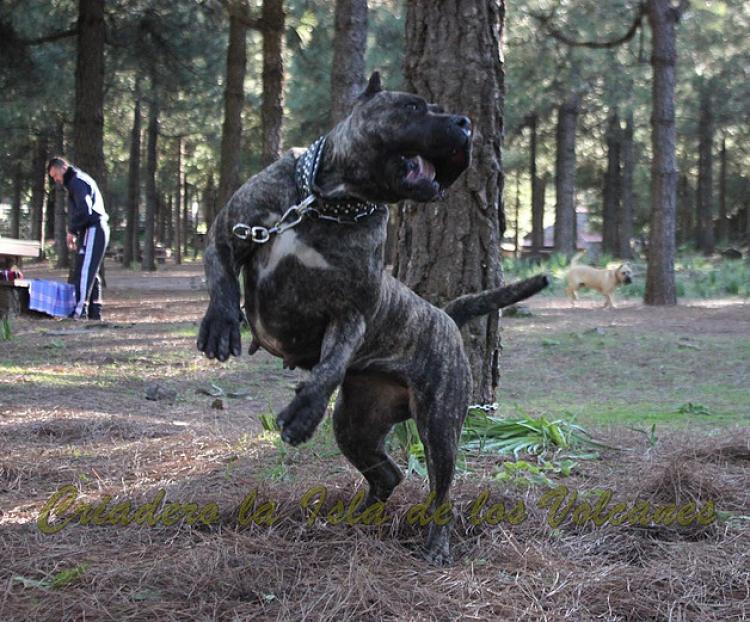 Dogo Canario. Cora De La Isla De Los Volcanes. Prueba de Trabajo.