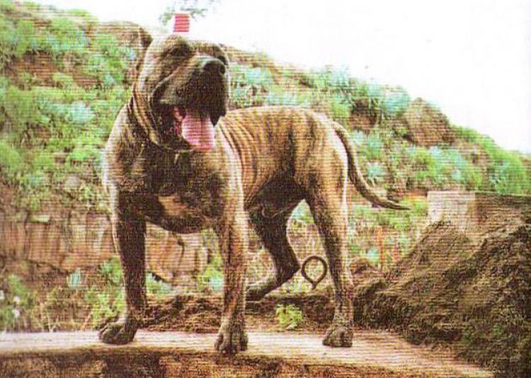Dogo Canario. Tamaran.