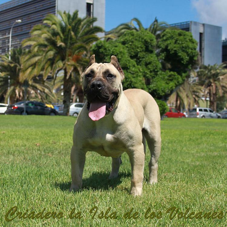 Dogo Canario. Vicky De La Isla De Los Volcanes con 12 meses.