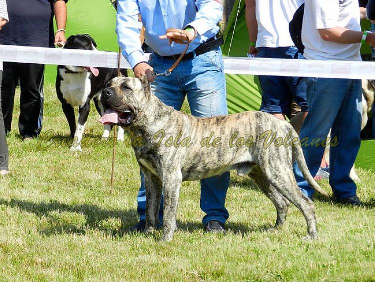 Dogo Canario. Jack De La Isla De Los Volcanes.