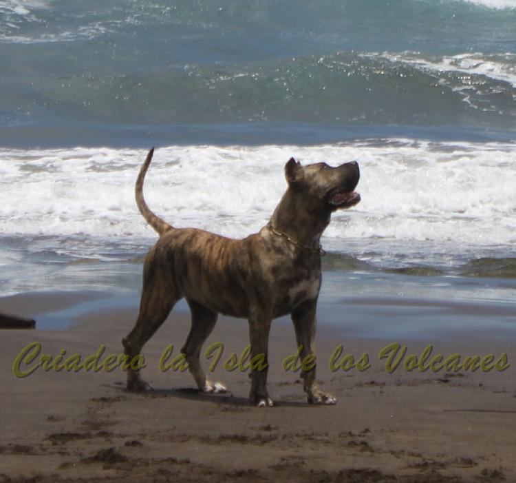 Dogo Canario. Estela De La Isla De Los Volcanes.