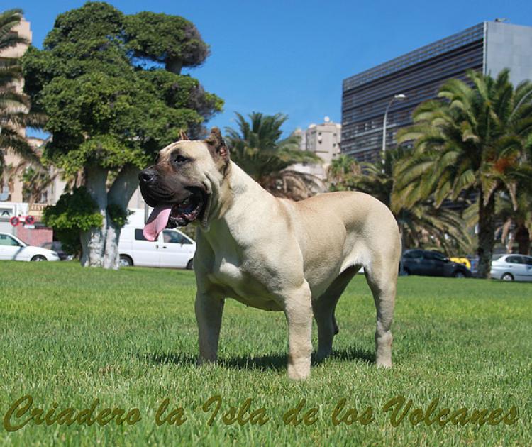 Dogo Canario. Vicky De La Isla De Los Volcanes con 12 meses.