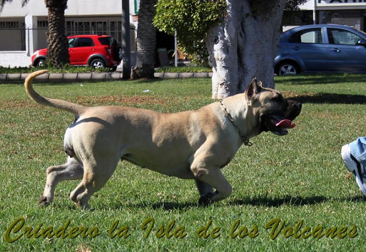 Dogo Canario. Agora De Isla De Los Volcanes.